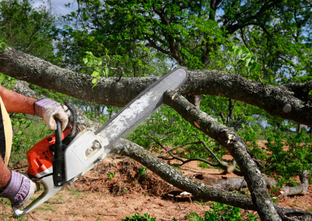 How Our Tree Care Process Works  in  North Key Largo, FL